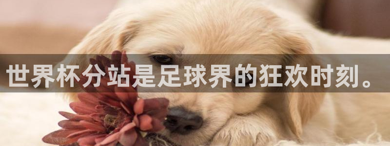 世界杯对阵表：世界杯分站是足球界的狂欢时刻。